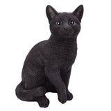 BLACK CAT C/1