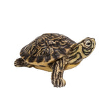 YELLOW BELLY TURTLE C/18