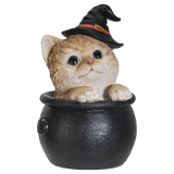 ORANGE TABBY IN CAULDRON C/12