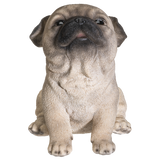 PUG PUPPY C/6