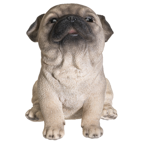 PUG PUPPY C/6