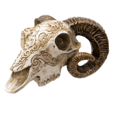 SCRIMSHAW RAM SKULL C/8