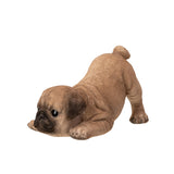 PUG PUPPY C/6