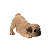 PUG PUPPY C/6