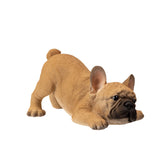 FRENCH BULLDOG PUPPY C/6