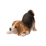 BEAGLE PUPPY C/6