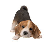 BEAGLE PUPPY C/6