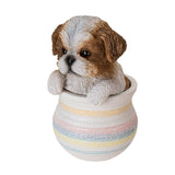 SHIH TZU IN POT C/12