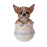 CHIHUAHUA IN POT C/12