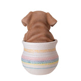 PUG IN POT C/12