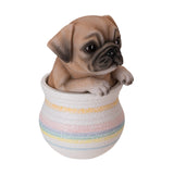PUG IN POT C/12