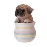 PUG IN POT C/12