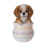 KING CHARLES SPANIEL IN POT C/12