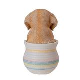 GOLDEN RETRIEVER IN POT C/12