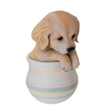 GOLDEN RETRIEVER IN POT C/12