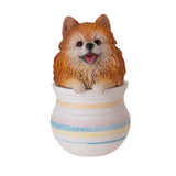 POMERANIAN IN POT C/12