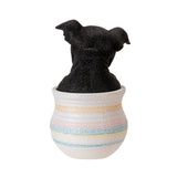 BOSTON TERRIER IN POT C/12