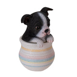 BOSTON TERRIER IN POT C/12