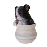 BOSTON TERRIER IN POT C/12