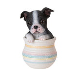 BOSTON TERRIER IN POT C/12