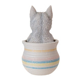 WESTIE IN POT C/12