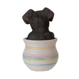 MINI SCHNAUZER IN POT C/12