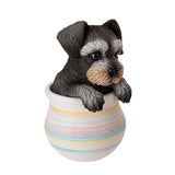 MINI SCHNAUZER IN POT C/12