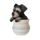 MINI SCHNAUZER IN POT C/12