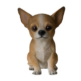 CHIHUAHUA PUPPY C/12