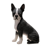 BOSTON TERRIER C/1