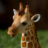 GIRAFFE CALF C/18