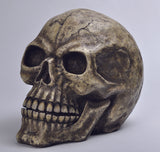 OVERSIZED SKULL HEAD C/1