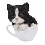 BLACK & WHITE TEACUP KITTEN C/12