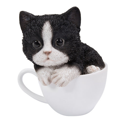 BLACK & WHITE TEACUP KITTEN C/12