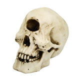 CYCLOPS SKULL  C/18