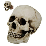 HOMO SAPIENS SKULL C/12