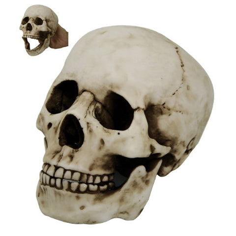 HOMO SAPIENS SKULL C/12