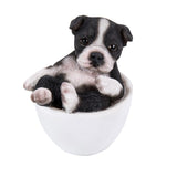 BOSTON TERRIER MINI TEACUP PUPS C/24