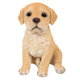 ^LABRADOR PUPPY C/6