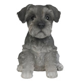 ^MINI SCHAUZER PUPPY C/6