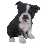 ^BOSTON TERRIER PUPPY, C/6