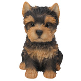 ^YORKSHIRE TERRIER PUPPY, C/6