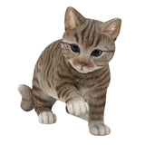 AMERICAN SHORTHAIR CAT C/1