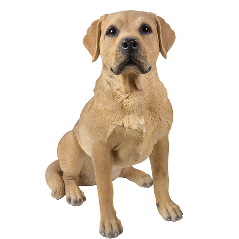 LABRADOR  C/1