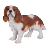 KING CHARLES SPANIEL C/1