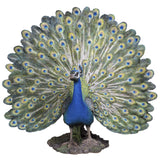 PEACOCK  C/1