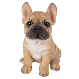 ^FRENCH BULLDOG PUPPY C/6