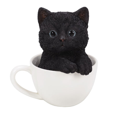 BLACK TEACUP KITTEN C/12