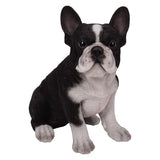 FRENCH BULLDOG PUPPY C/6