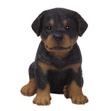 ^ROTTWEILER PUPPY C/6